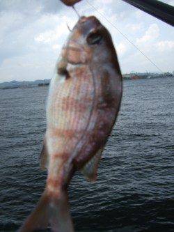 飾磨~広畑にて落とし込みでのチヌ初ゲット!