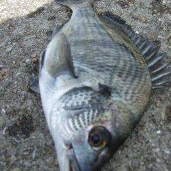 西中島埠頭で落とし込みチヌ　開始早々沈みこみが止まるアタリ！