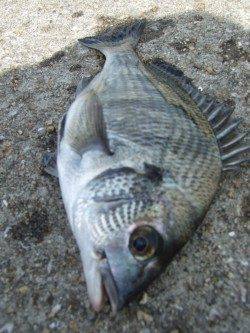 西中島埠頭で落とし込みチヌ　開始早々沈みこみが止まるアタリ！