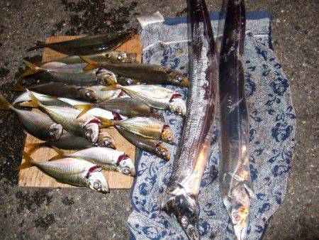 兵庫突堤　良型アジ&タチウオ狙い　…