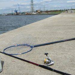 西中島埠頭で落とし込みチヌ　開始早々沈みこみが止まるアタリ！