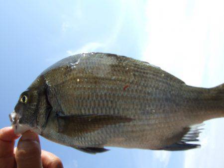 中島埠頭　2〜3時間のウキ釣り釣行でチヌ＆…