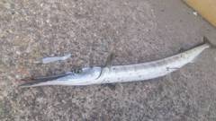 タチウオ必勝法【K.Takemasa氏　連載記事】