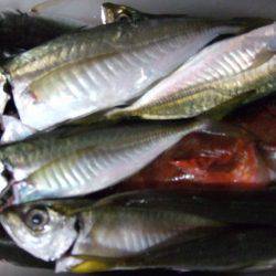 香住西港　アジのほか多彩な魚種が釣れました…