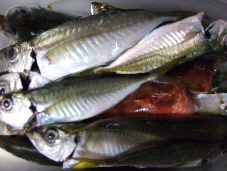 香住西港　アジのほか多彩な魚種が釣れました…