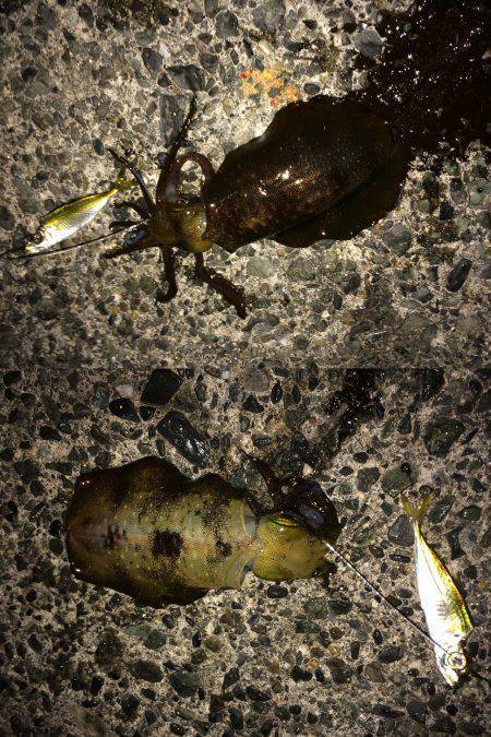 高浜・神野浦漁港アオリイカ釣り 小アジ湧い…