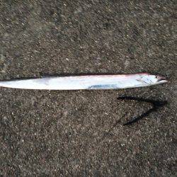 武庫川一文字タチウオワインド　スロー巻きに…