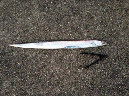 武庫川一文字タチウオワインド　スロー巻きに…