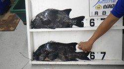 椿　イシダイの58cm出ました