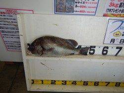 みなべ堺堤防　カゴ釣りでコショウダイ４８ｃｍ