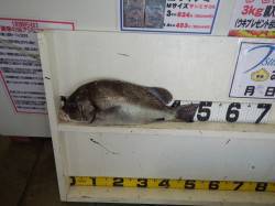 みなべ堺堤防　カゴ釣りでコショウダイ４８ｃ…