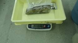 白浜地磯　エギングでアオリイカ450gと7…