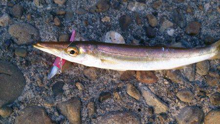 佐野川尻へ釣行　ワインドでルアーを躍らせる…