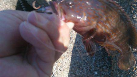 泉佐野　ライトゲームでアコウ・ソイ・ハゼ