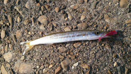 夕方から佐野川尻にエントリー　カマッシング…