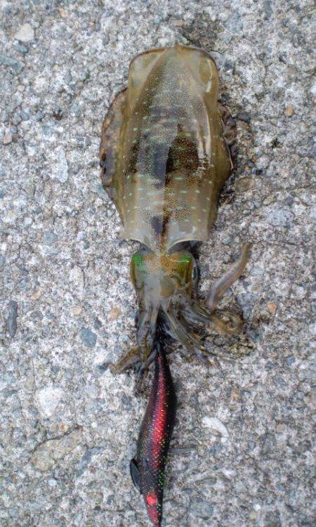 香住をエギングでランガン♪　アオリイカの釣…