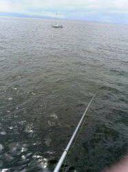 岸和田一文字でショアジギング　45cmのサゴシ