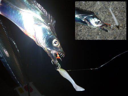 武庫川一文字に渡りタチウオ狙い！　2匹のタ…