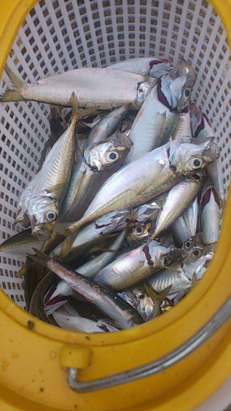 小野浜　タチウオはアタリ無いもののサビキは…