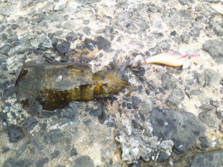 東二見人工島　お昼休みにエギング高活性で一…