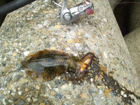 東二見人工島でのお昼休みエギング　ラトル入…