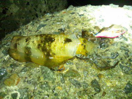 アジュール舞子　満潮前のエギングでアオリイ…