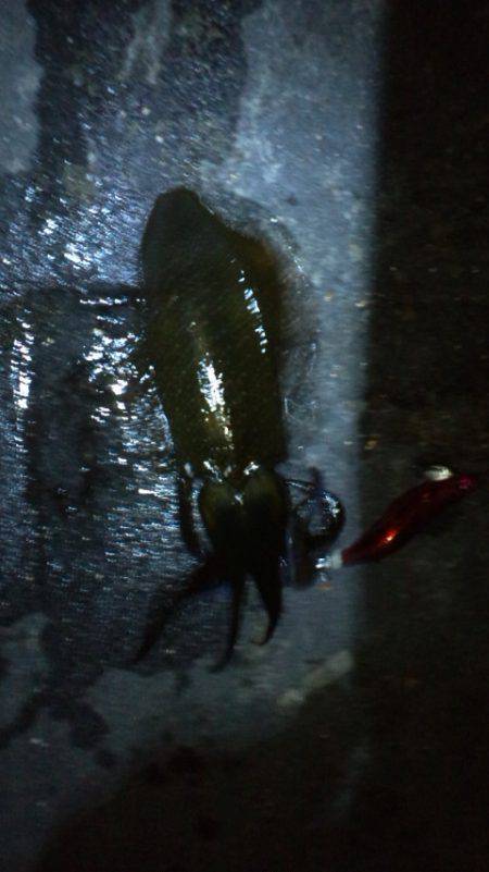 新浜漁港エギングでアオリイカ　潮に流してい…