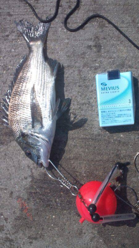 須磨　ダンゴ釣りでチヌ、ボラに悩まされ続け…