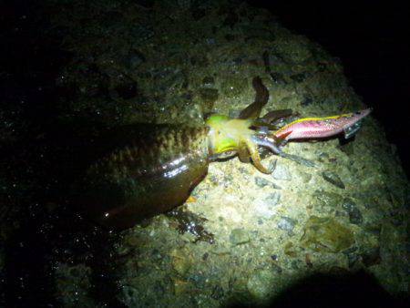 アジュール舞子～西舞子　エギングでアオリ・…