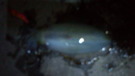 新浜漁港でエギング　アタリはなかなかありま…