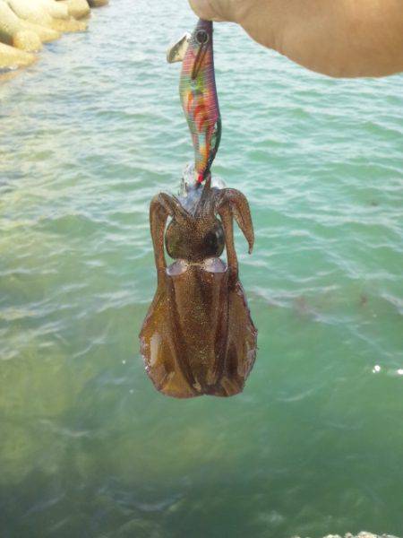 東二見人工島　お昼休みにエギング♫昼間釣れ…