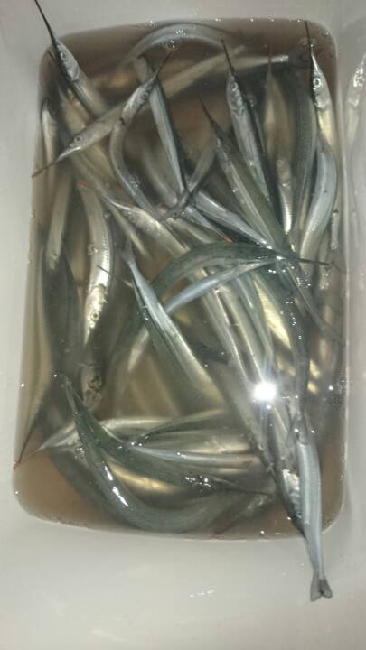 ファミリーフィッシングでサヨリ90匹！　柴…