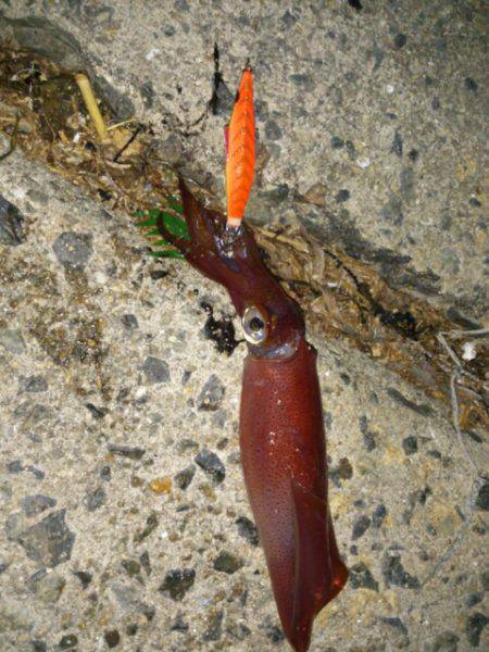 舞子でのエギング　1時間でアオリイカ2・ケ…