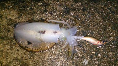 小島周辺アオリイカ新子3時間程で20杯　サ…