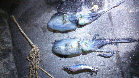 新浜漁港にてエギング　今年初アオリで満足出…