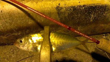 神戸空港アジング　カスタムしたロッドでアタ…