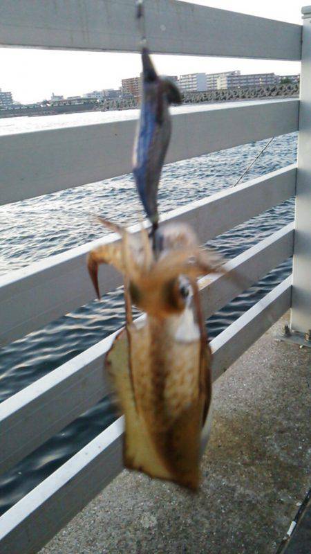 新浜漁港　エギングでアオリイカ　サイズUP…