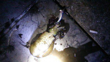 新浜漁港　エギングでアオリイカ連日ボウズな…