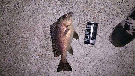 みなべでがご釣り　満潮からの下がりかけにコ…