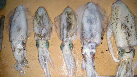 東二見人工島　エギングでアオリイカ狙いの釣…