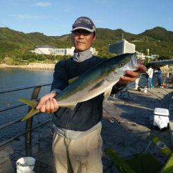 淡路島・翼港　ノマセ釣りでメジロ！中々の引…