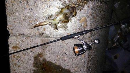 須磨周辺エギング　日課のアオリイカ新子調査…