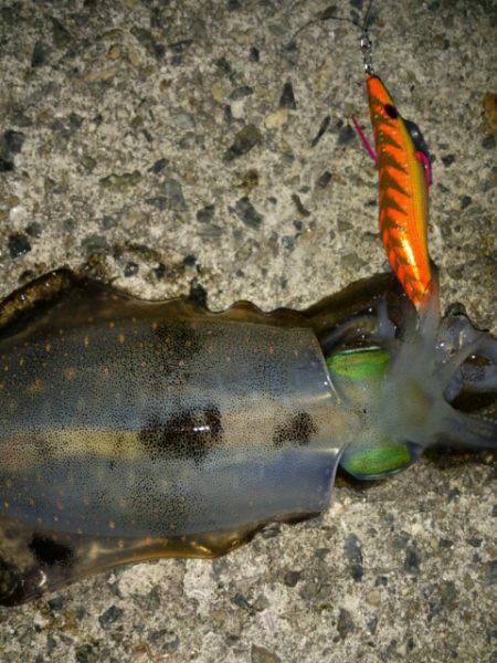 舞子のエギングでアオリイカ　潮が全く動かず…