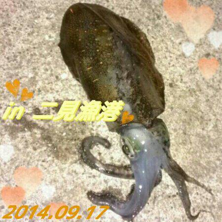二見漁港エギングでアオリイカ　開始後4投ぐ…