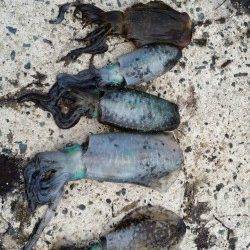 伊根　エギングでアオリイカの釣果です