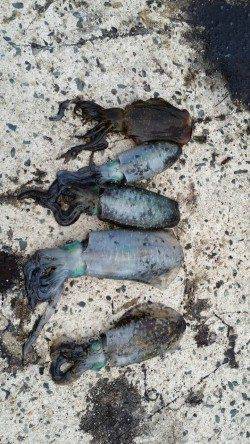伊根　エギングでアオリイカの釣果です