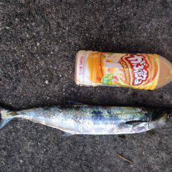 南芦屋浜にてショアジギングでサゴシ　タチウ…