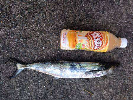 南芦屋浜にてショアジギングでサゴシ　タチウ…