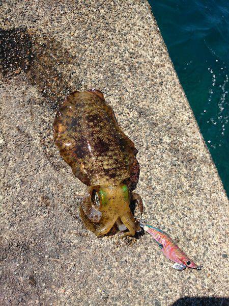 養老にてエギングでアオリイカ　サイズもよく…