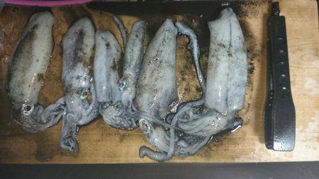 津居山港　朝マヅメ勝負のエギングでアオリが…